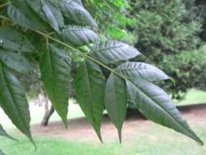 Cédrèle de Chine - Cedrela sinensis