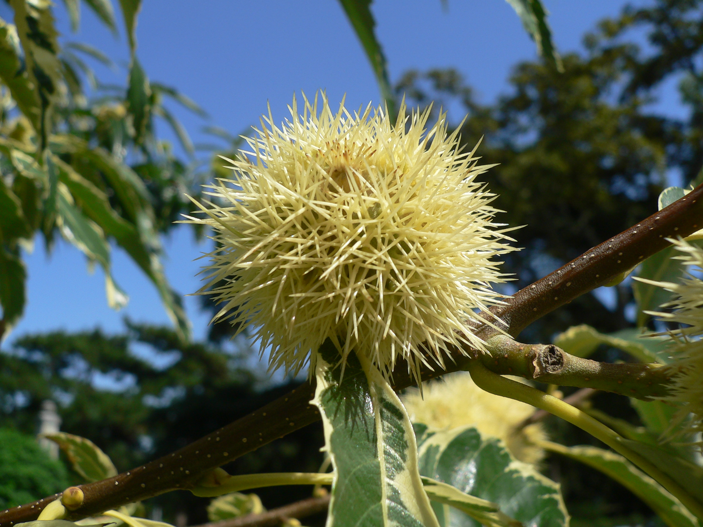 Châtaignier - Castanea sativa - Fagaceae - Fagacées - Sweet chestnut - Kasztan jadalny