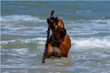 Canis lupus familiaris