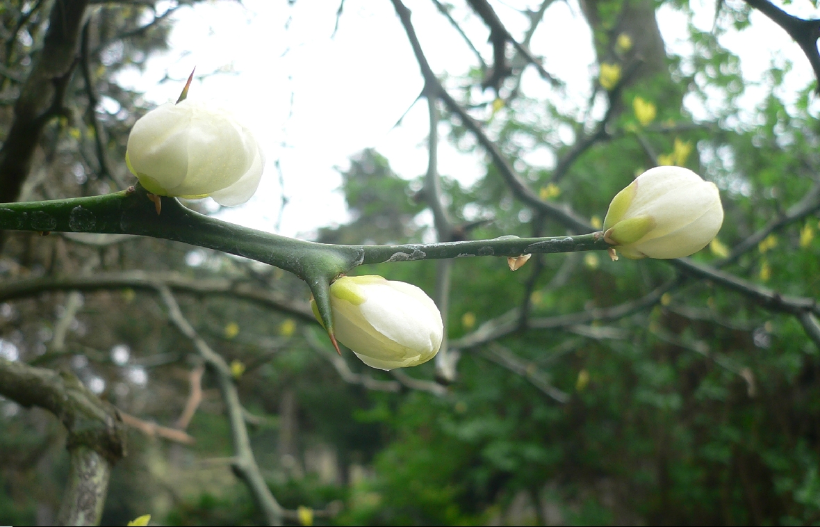 citronnier épineux - Poncirus trifoliata