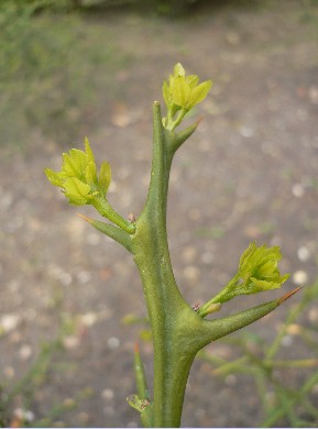 citronnier épineux - Poncirus trifoliata