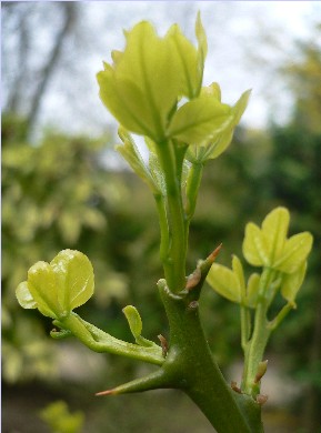 citronnier épineux - Poncirus trifoliata