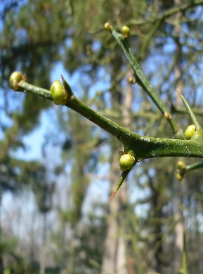citronnier épineux - Poncirus trifoliata