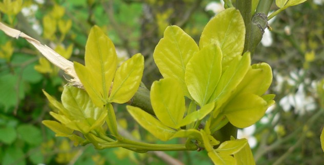 citronnier épineux - Poncirus trifoliata