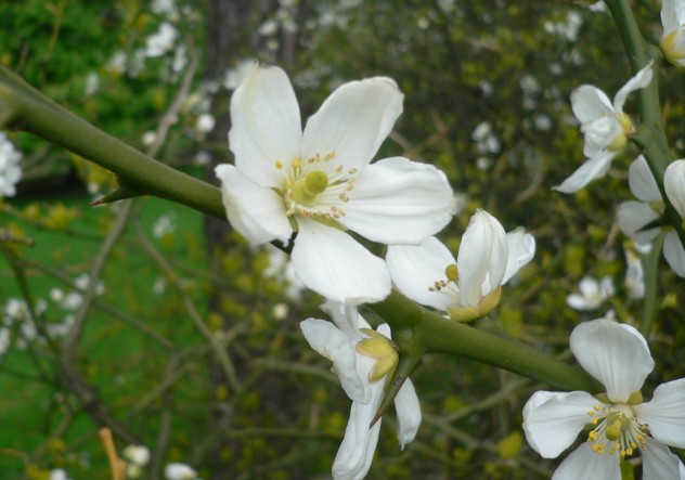 citronnier épineux - Poncirus trifoliata