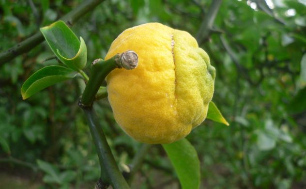 Citronier