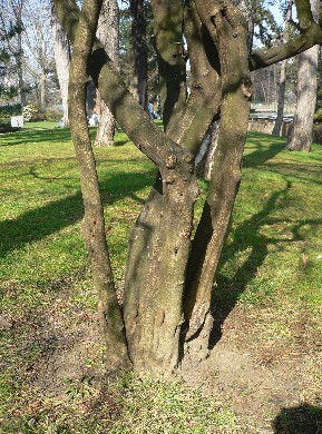 citronnier épineux - Poncirus trifoliata