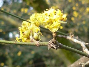 Cornouiller mâle - Cornus mas