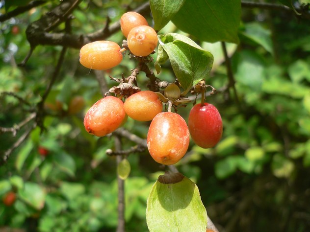 Cornouiller mâle - Cornus mas