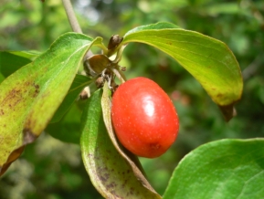 Cornouiller mâle - Cornus mas