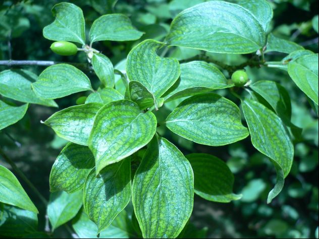 Cornouiller mâle - Cornus mas