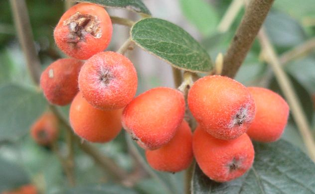 Fausses oranges