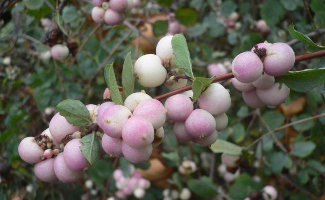 Arbre de neige - Symphoricarpos Rivularis - Caprifoliacées - Caprifoliaceae