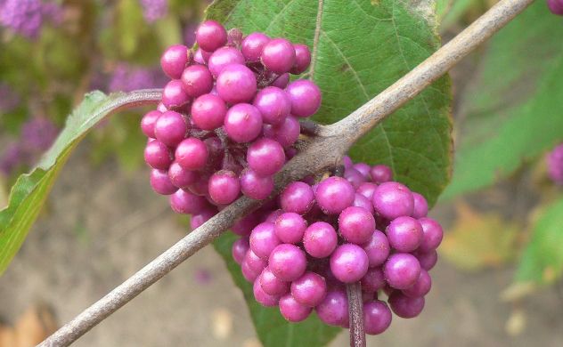 Arbuste aux bonbons - Callicarpa - Verbenaceae