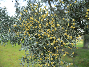 Cyprès blanc d'Arizona - Cupressus arizonica glabra