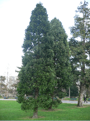 Libocèdre - Calocedrus Decurrens