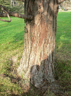 Libocèdre - Calocedrus Decurrens
