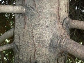 Cyprès de Lawson - Chamaecyparis lawsoniana