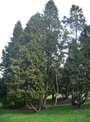 Cyprès de Leyland - Cupressocyparis leylandii