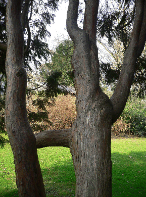 Cyprès de Leyland - Cupressocyparis leylandii