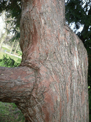 Cyprès de Leyland - Cupressocyparis leylandii