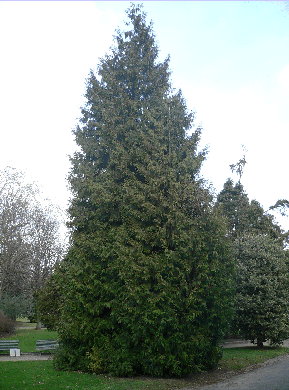 Thuya du Canada - Thuja occidentalis