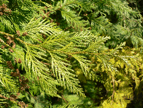Thuya du Canada - Thuja occidentalis
