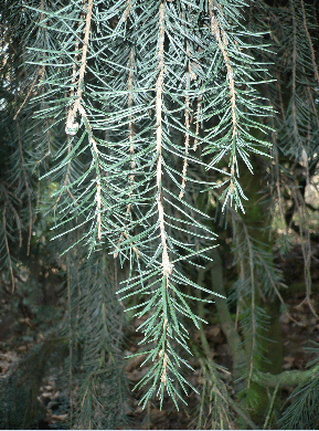 Epicéa de Brewer - Picea breweriana
