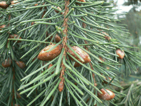 Epicéa de Brewer - Picea breweriana