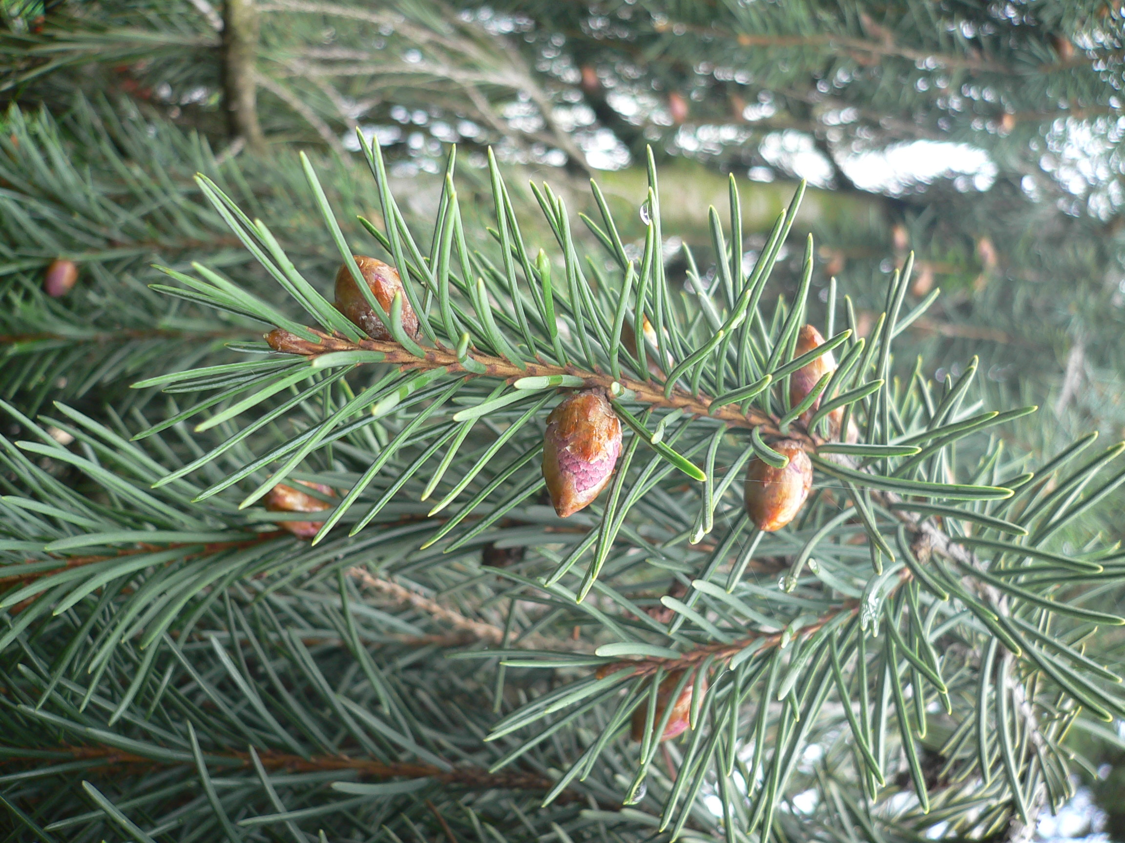 Epicéa de Brewer - Picea breweriana