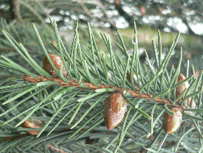 Epicéa de Brewer - Picea breweriana