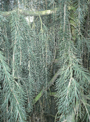 Epicéa de Brewer - Picea breweriana