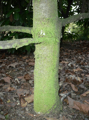 Epicéa de Brewer - Picea breweriana