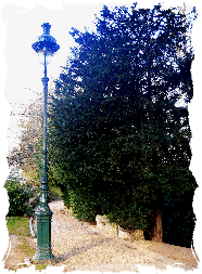 The Yew alley, the stony way