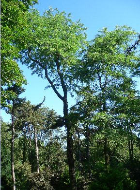 Févier d'Amérique - Gleditsia triacanthos