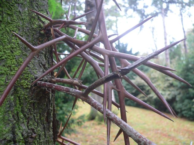 Févier d'Amérique - Gleditsia triacanthos