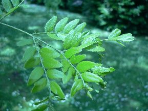 Févier d'Amérique - Gleditsia triacanthos