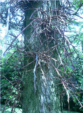 Févier d'Amérique - Gleditsia triacanthos