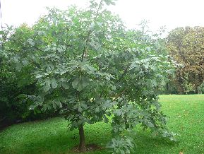 Figuier - Ficus Carica