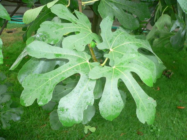Figuier - Ficus Carica