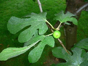 Figuier - Ficus Carica