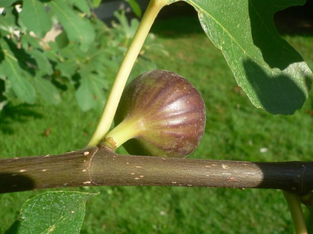 Figuier - Ficus Carica