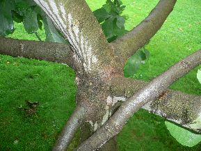 Figuier - Ficus Carica