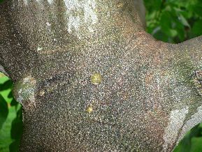 Figuier - Ficus Carica