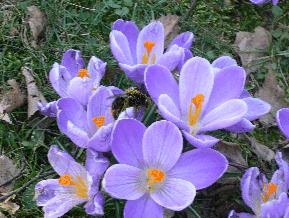 crocus