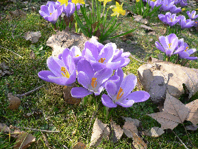 crocus