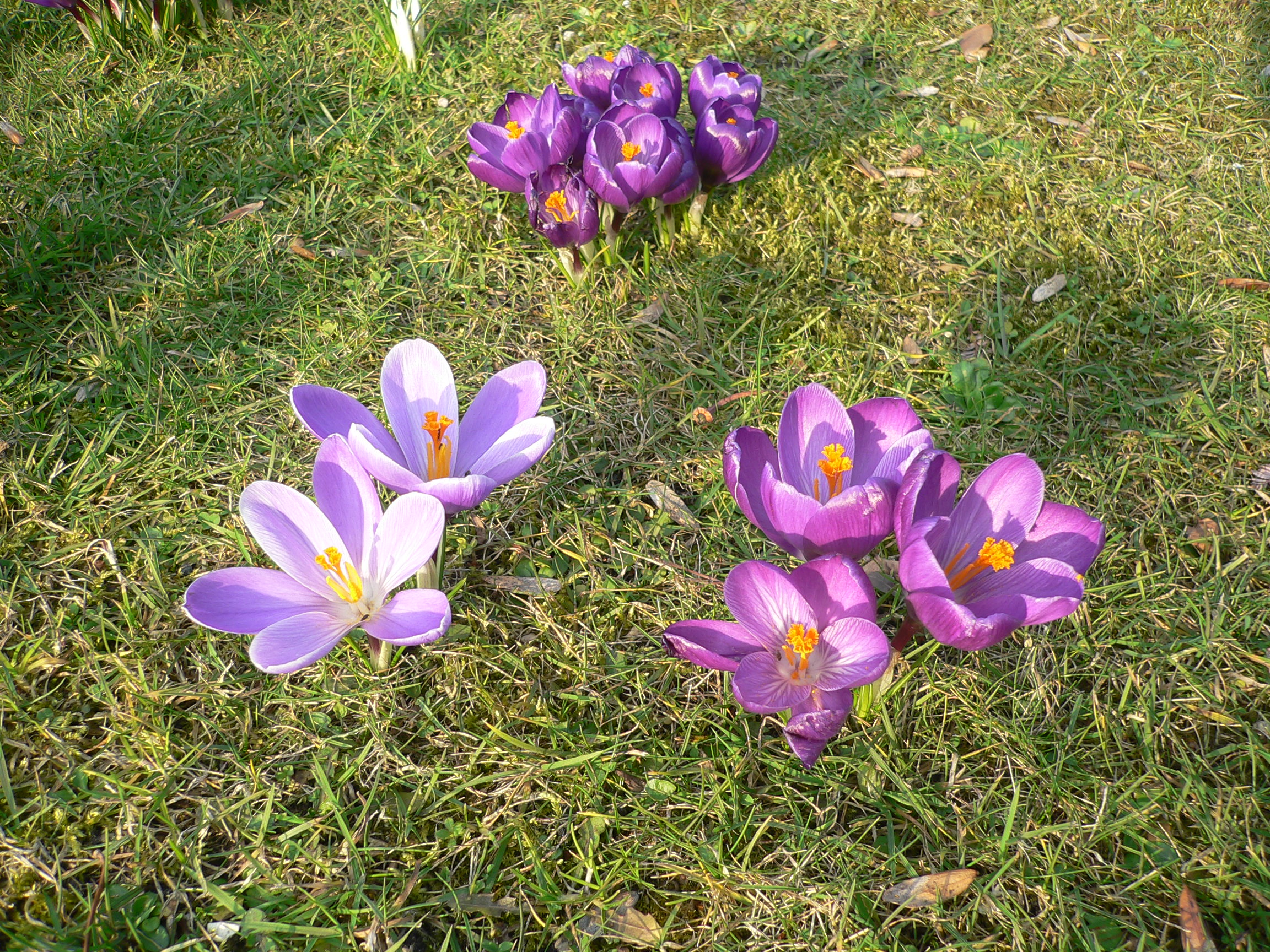 Crocus