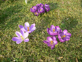 crocus