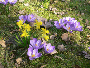 crocus et jonquilles