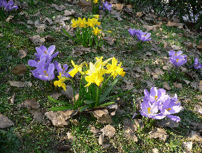 crocus et jonquilles